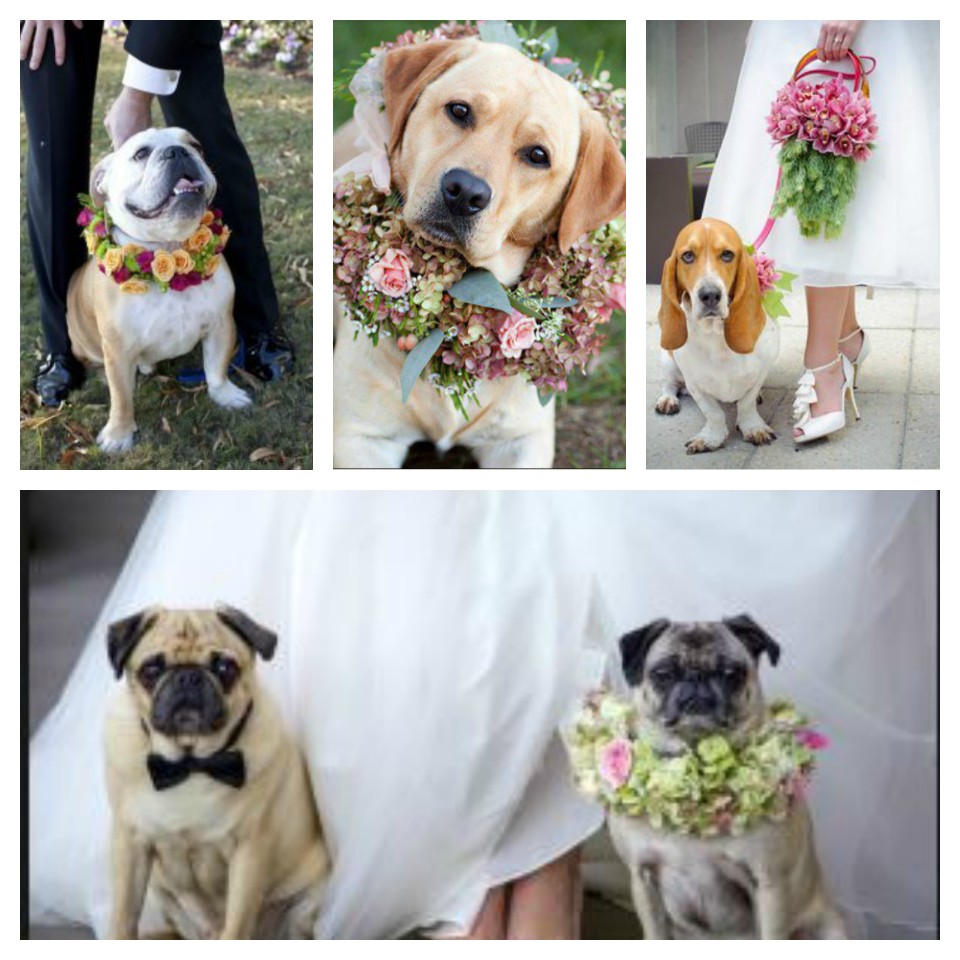 Pets in wedding